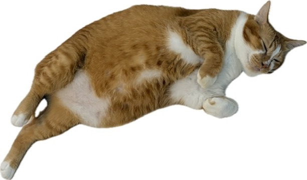 可愛い猫